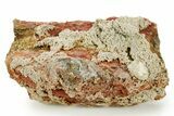 Devonian Petrified Wood (Callixylon) Section - Oldest True Wood #363374-1